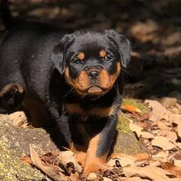 Rottweiler Puppies from Bronx Von Bridges Rottweilers