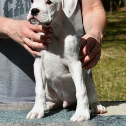 Boxer Puppies from Vincenza Boxers