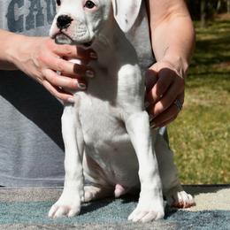 Boxer Puppies from Vincenza Boxers