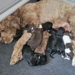 Portuguese Water Dog Puppies from Autumn Branch Farm Portuguese Water Dogs