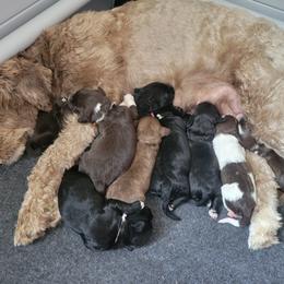 Portuguese Water Dog Puppies from Autumn Branch Farm Portuguese Water Dogs