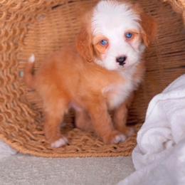 Aston Martin - Red male Bernedoodle puppy in West Jordan, Utah from Doodles Friend