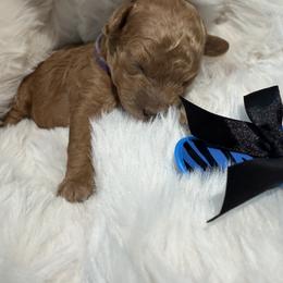 Cockapoo and Poodle Puppies from Pawcious Poodles
