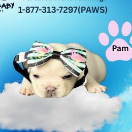Pam - White female French Bulldog puppy in Michigan from Fur Baby Farms