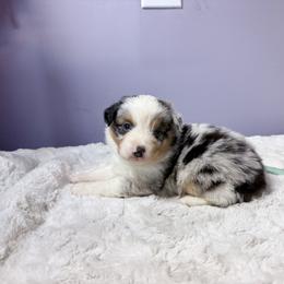 Biscotti - Blue merle female Miniature American Shepherd puppy in Olympia, Washington from Shamayim Shepherds