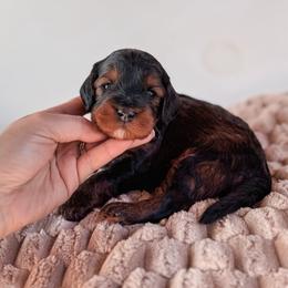 Frosting - Black and tan male Cavapoo puppy in Idaho Falls, Idaho from Freckle Paw Family