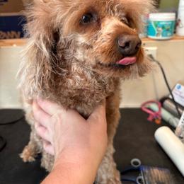 Oachie (Opal) - Red  female Poodle puppy in Eagle Mountain, Utah from Liberty Farms Puppies