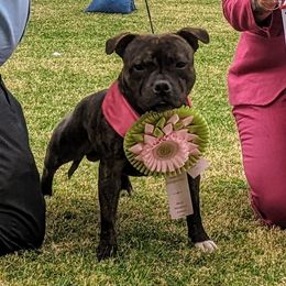 Bjørn - Staffordshire Bull Terrier