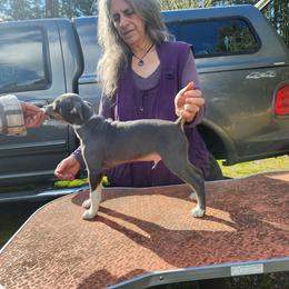 Jethro - Blue white and tan male Rat Terrier puppy in Gig Harbor, Washington from DHart Farm & Kennel