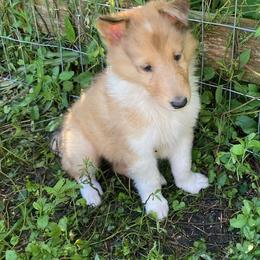 Vera - Sable merle and white female Collie puppy in Yulee, Florida from Three Collie Farm