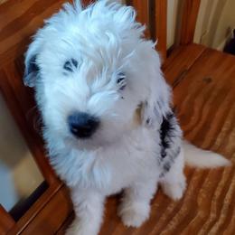 Daffy - Black and white female Sheepadoodle puppy in Bellevue, Iowa from Fluffy Wonders Poms and Doodles
