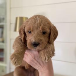 Goldendoodle Puppies from King Family Doodles