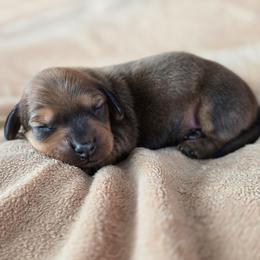 Bandit - Sable male Dachshund puppy in Signal Mountain, Tennessee from Hot Diggity Doxens