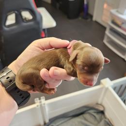 Girl 1 - Chocolate and tan female Dachshund puppy in Amarillo, Texas from Panhandle Dashing Doxies