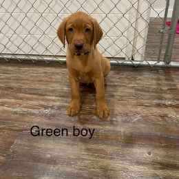 Boy 3 - Yellow Labrador Retriever puppy in North Carolina from Luvalab Kennels