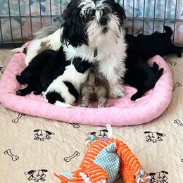 Shihpoo and Shih Tzu Puppies from Lilli’s Shih tzus and Shih poos