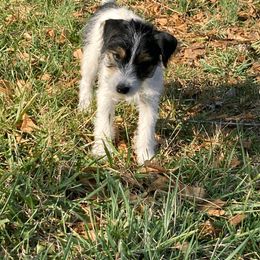 Jack Russell Terrier Puppies from Brigadoon Farm