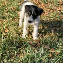 Jack Russell Terrier Puppies from Brigadoon Farm