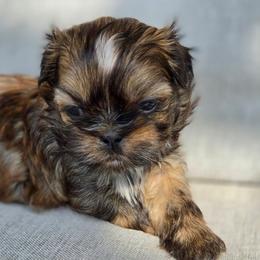 Sally - Brindle female Shih Tzu puppy in Jenks, Oklahoma from Northstar Shih Tzu