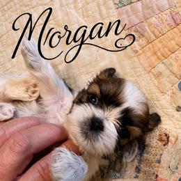 Morgan - Red and white male Shih Tzu puppy in Dallas, Texas from Heart and Soul Shih Tzu