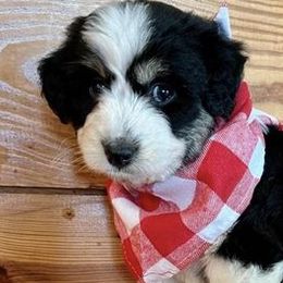 Boy 5 - Aussiedoodle puppy from Darling Doodles of Texas