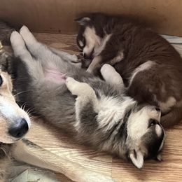 Pomsky Puppies from SRF Pomskies