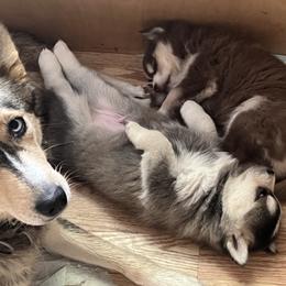 Pomsky Puppies from SRF Pomskies