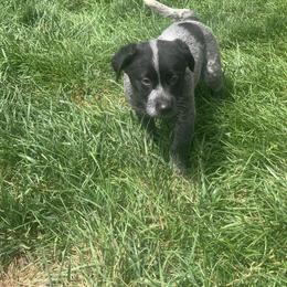 Australian Cattle Dog Puppies from Quarter Acre Farms