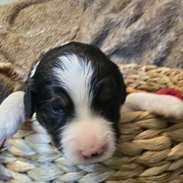 Marshall - Tri-color male Bernedoodle puppy in Candia, New Hampshire from Joyful Pastures Homestead