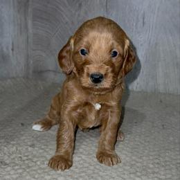 Gracie - Apricot female Goldendoodle puppy in Valdosta, Georgia from Designer Doodles of South GA