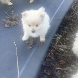 Tinsel - White female Pomeranian puppy in Kelseyville, California from Cobb Mountain Shih Tzus, Paragon Pomeranians