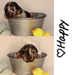 Double Doodle, Goldendoodle, and Sheepadoodle Puppies from Shaw Spring's Canines