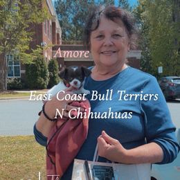 Amore - Chocolate and white female Chihuahua puppy in Waxhaw, North Carolina from East Coast Bull Terriers N Chihuahuas