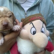 Grumpy - Lemon male Pointer puppy in Olympia, Washington from Birdsboro Pointers