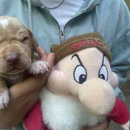 Grumpy - Lemon male Pointer puppy in Olympia, Washington from Birdsboro Pointers