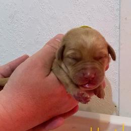 Yellow - Yellow female Labrador Retriever puppy in Newaygo, Michigan from Royal Oak Gundogs