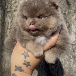 Pomeranian Puppies from Cascade Pomeranians