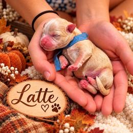 Latte - Fawn male Havapoo puppy in Marion, North Carolina from Puddles' Puppies