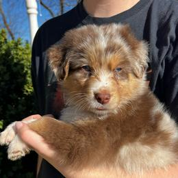 Romeo - Red merle male Australian Shepherd puppy in Piedmont, Oklahoma from HeartDriven Aussies