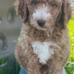 Toby - Apricot male Poodle puppy in Caldwell, Idaho from Treasure Valley Poodles