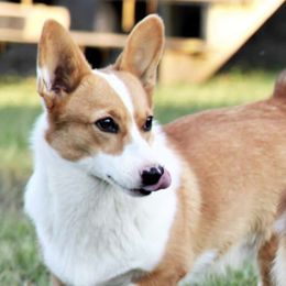Pembroke Welsh Corgis from Big Creek Corgis