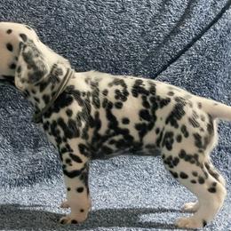 Gray collar - Bereet - White and black female Dalmatian puppy in Hagerstown, Maryland from Stagecoach Dalmatians