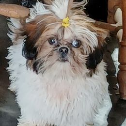 Chloe - Tricolor female Shih Tzu puppy in Delphos, Ohio from Route 66 Poodles & Doodles, Sapphire Shih-tzu's of Ohio