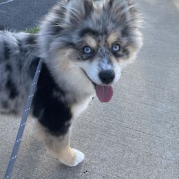 Pomsky Puppies from Pomskies 4 Dayz