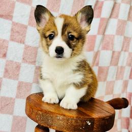Harry - Sable male Pembroke Welsh Corgi puppy in Sheldon, Missouri from Clearsky Corgis