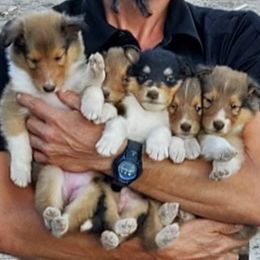 Collies and Pugs from Sharp Classic Collies