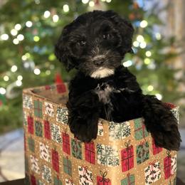 Coraline - Black and white female Sheepadoodle puppy in Thornville, Ohio from Four Front Doodles & Friends