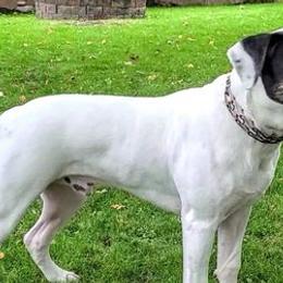 American Bulldogs from King Ranch Kennels