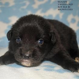 Woody - Black tri male Miniature Australian Shepherd puppy in Patterson, North Carolina from DreamLine Aussies