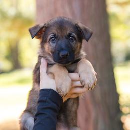 Magenta Girl - Sable female German Shepherd puppy in Rensselaer Falls, New York from Von Dem Flussufer